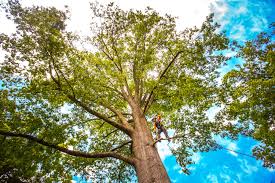  West Jefferson, OH Tree Care Pros